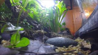 Dart Frog- Tincs feeding in their new Vivarium