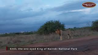 Kitili, the One-eyed King of Nairobi National Park Roaring