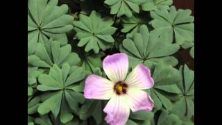 Oxalis adenophylla