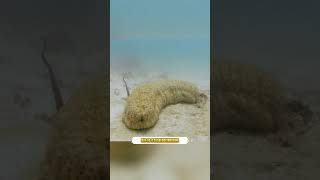 Why Do Cryptic Fish Burrow Into Sea Cucumbers' Butts? #marine #magicalanimals  #fish #seacucumbers