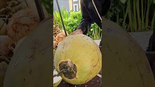 Huge Coconut Fruit Cutting Skills  | Street Food #coconut #shorts #viralvideo #fresh