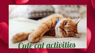 Cute cat activities 😻 | day with cat #awwanimals #catlover #funnycats