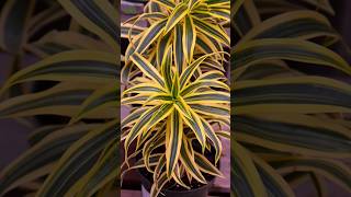 Dracaena Reflexa or Song of India #shorts