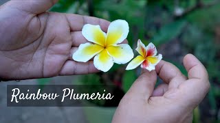 Organic Feeding Plumeria For Best Blooms