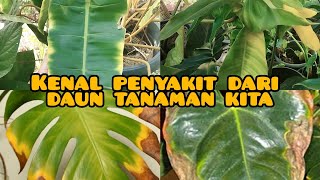 penyakit-penyakit pada daun tanaman kita