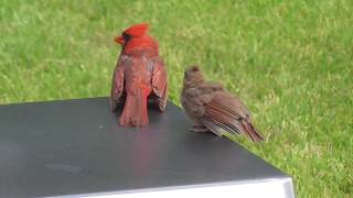 #Birds. #Birdwatching. #Robin. Robin and Chick in Training