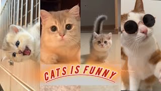 Funny CLIPS OF CHILDREN WITH CUTE CATS 😂🐈 #cat #funny #cutebaby #cutecat #shorts