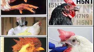 AVIAN INFLUENZA (Fowl Plague)