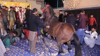 Horse Dance Part 11