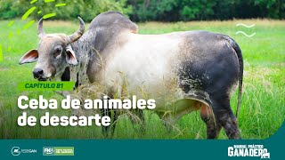 Cap 81 - Ceba de animales de descarte #manualpracticoganadero