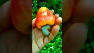 #fruit #kaju #cashew #shorts #shortvideo #naturefarm #gardening #farming # villagefruits