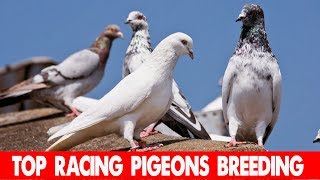 Top Racing Pigeons Breeding Pigeon.In Nepal / शान्ति को प्रतिक परेवा