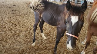 Reintroducing 5 month old back into herd after weaning.