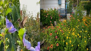 Relaxing Video of My Pollinator Garden and the Wildlife Enjoying the Flowers