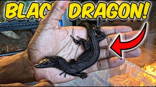 Black Dragon Asian Water Monitor SETUP/UNBOXING