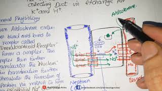 Potassium Sparing Diuretics Mechanism of Action (Aldosterone Antagonsits and ENaC Blockers)