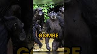 Clash of the Primates: The Intense Gombe Chimpanzee War