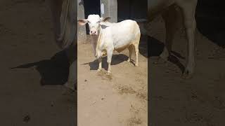 Hamdan Cattle Farm & Palai Centre|#shortvideo|