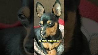 Por que o PINSCHER é tão BRAVO? #shorts