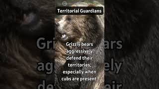 Territorial Titans: Aggressive Defense Tactics of Grizzly Bears! 🐾👹