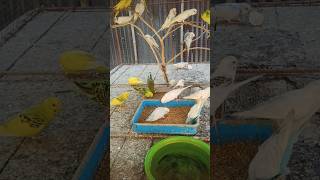 Budgie Breeding and Mating Sounds #shorts #viralvideo