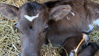 A BEAUTIFUL DAY OLD CALF GETTING LOTS OF LOVE AND SCRATCHES