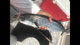 Bonito and Spanish Mackerel Feeding Frenzy Pulau Jarak Malaysia