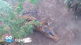 Zoo Cam - Tiger Cam at the San Diego Zoo Safari Park