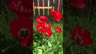 С праздником! #shorts #garden #vlog #spring #весна #май