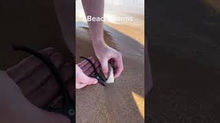 How to catch Australian BEACH WORMS 😳😱 #australia #scary #worms