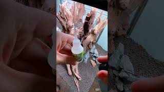 INVITAL Hardscape Glue | INVITAL