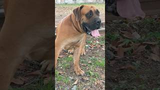 Boerboel waiting at Appraisal #boerboel #dog #shorts