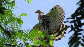 Águila Penachuda  | Ornate Hawk-Eagle | Spizaetus ornatus