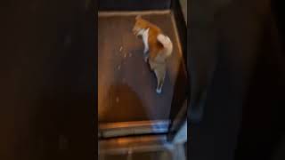 The cat rides in the elevator