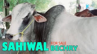 Sahiwal Bechry In Sheikhupora Mandi | Eid Ul Azha 2021| Bechry Farming | Cattle Mandi Pakistan