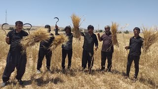 How farmers used to harvest wheat in the past - Rural life in Iran