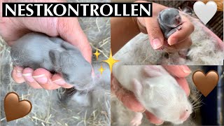 NESTKONTROLLEN Tag 8&5/ im Garten mit Max/Kaninchenbande✨