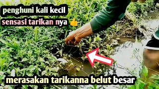 tarikan belut manja bikin bahagia ‼️ mancing belut terbaru