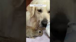 This girl rescued a lost baby rabbit and gave it a loving home #animalshorts #shortvideo