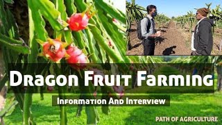 Dragon Fruit Farming In India| Full Information | Dragon Fruit Ki Kheti | Dragon Fruit Farm Visit .