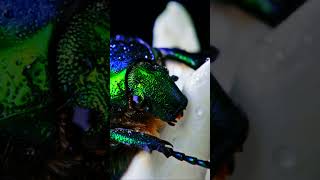 Close-up View Of Green Rose-crested Beetle #shorts