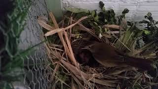 female nightingale feeding her chicks