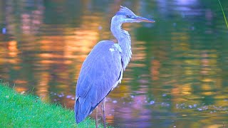 Getting Closer to the Grey Heron, but the Grey Heron Gets Closer to Me As Well [4K]