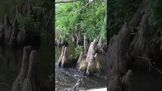 The Northern-most Wild Bald Cypress Trees!