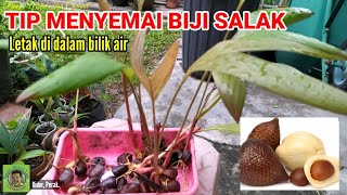 TIP/CARA MUDAH MENYEMAI BIJI SALAK | 100% TUMBUH