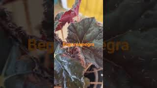 Begonia negra