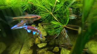 notropis in their temporary aquarium