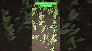 Homegrown Palak (Spinach)- 100% Organic Soil Charger fertilizer