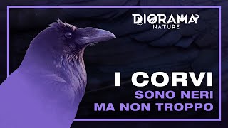 I CORVI SONO NERI MA NON TROPPO | 🗃️ | 📺 𝟸𝚡𝟶𝟻