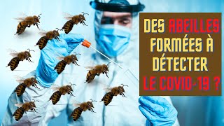 COVID19 : Bientôt des abeilles pour détecter le VIRUS ?